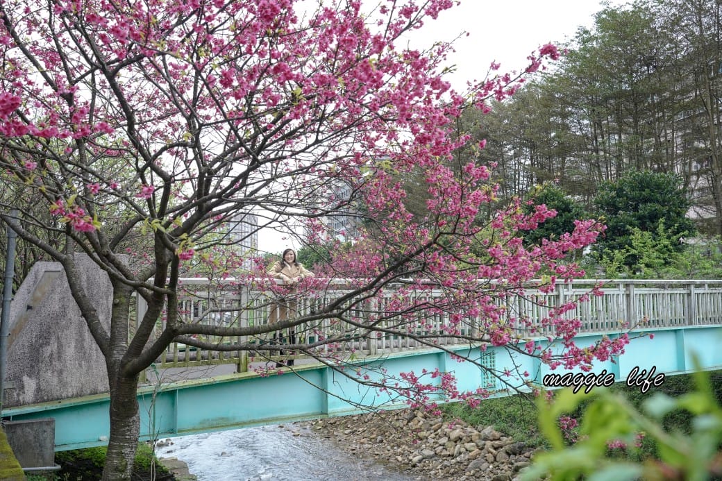 新北汐止櫻花景點｜汐止康誥坑溪畔櫻花大道，汐科火車站10分鐘，平地就有大片櫻花步道