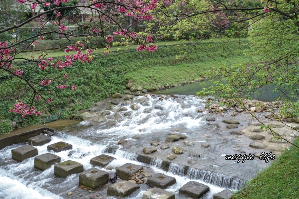 新北汐止櫻花景點｜汐止康誥坑溪畔櫻花大道，汐科火車站10分鐘，平地就有大片櫻花步道