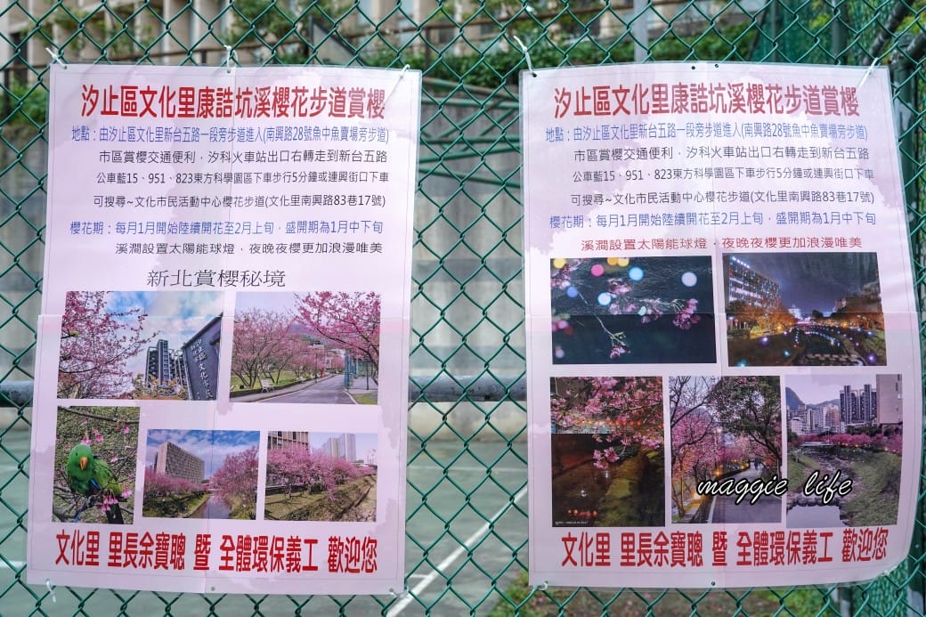 新北汐止櫻花景點|汐止康誥坑溪畔櫻花大道,汐科火車站10分鐘,平地就有大片櫻花步道 - 第7張圖 新北汐止櫻花景點|汐止康誥坑溪畔櫻花大道,汐科火車站10分鐘,平地就有大片櫻花步道