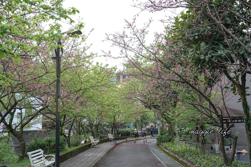新北汐止櫻花景點｜汐止康誥坑溪畔櫻花大道，汐科火車站10分鐘，平地就有大片櫻花步道