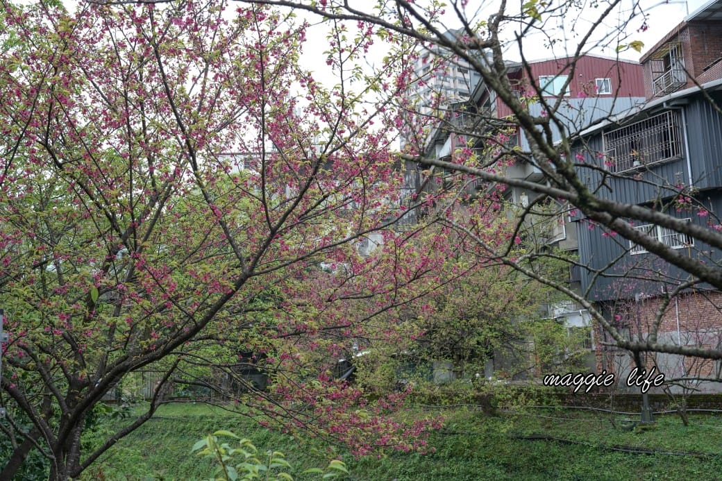 新北汐止櫻花景點｜汐止康誥坑溪畔櫻花大道，汐科火車站10分鐘，平地就有大片櫻花步道