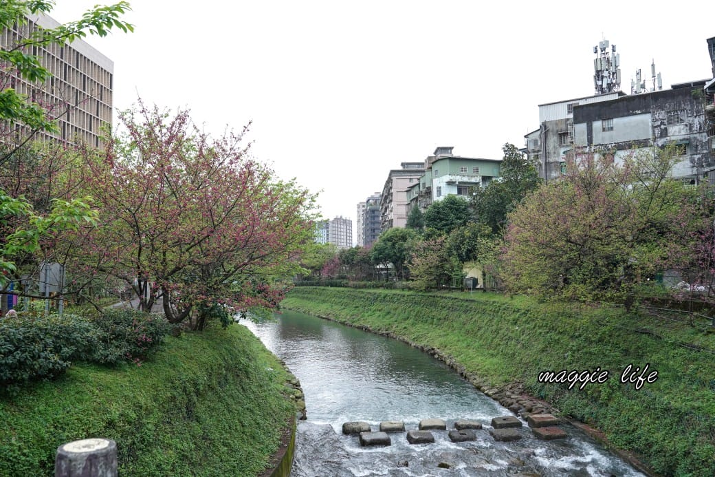 新北汐止櫻花景點｜汐止康誥坑溪畔櫻花大道，汐科火車站10分鐘，平地就有大片櫻花步道