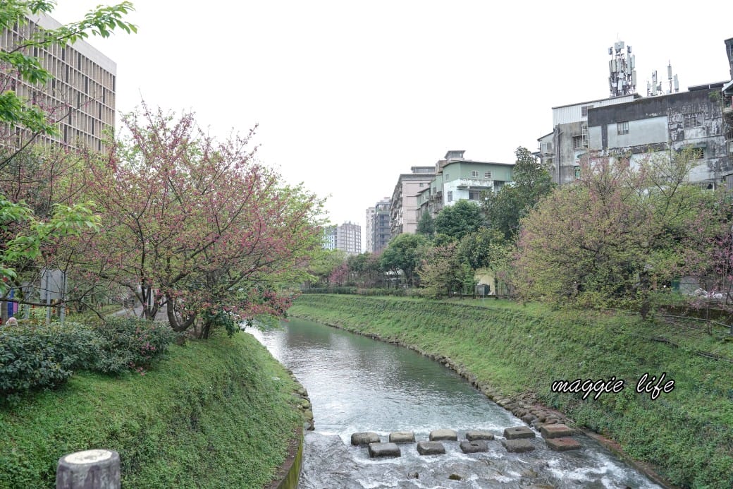 新北汐止櫻花景點｜汐止康誥坑溪畔櫻花大道，汐科火車站10分鐘，平地就有大片櫻花步道