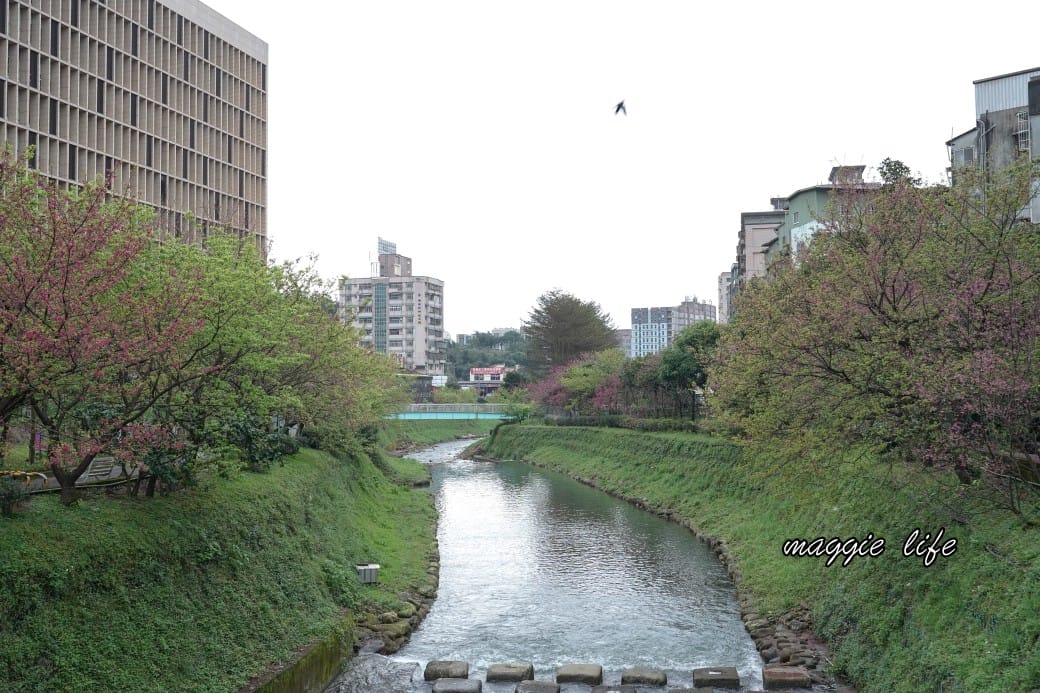 新北汐止櫻花景點｜汐止康誥坑溪畔櫻花大道，汐科火車站10分鐘，平地就有大片櫻花步道