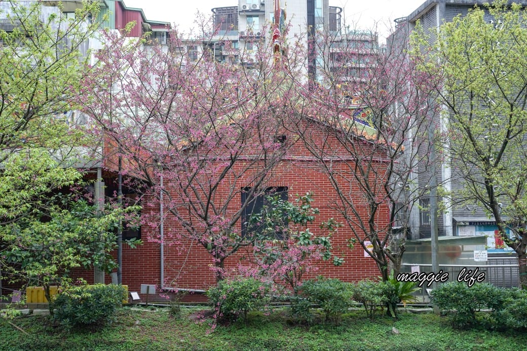 新北汐止櫻花景點｜汐止康誥坑溪畔櫻花大道，汐科火車站10分鐘，平地就有大片櫻花步道