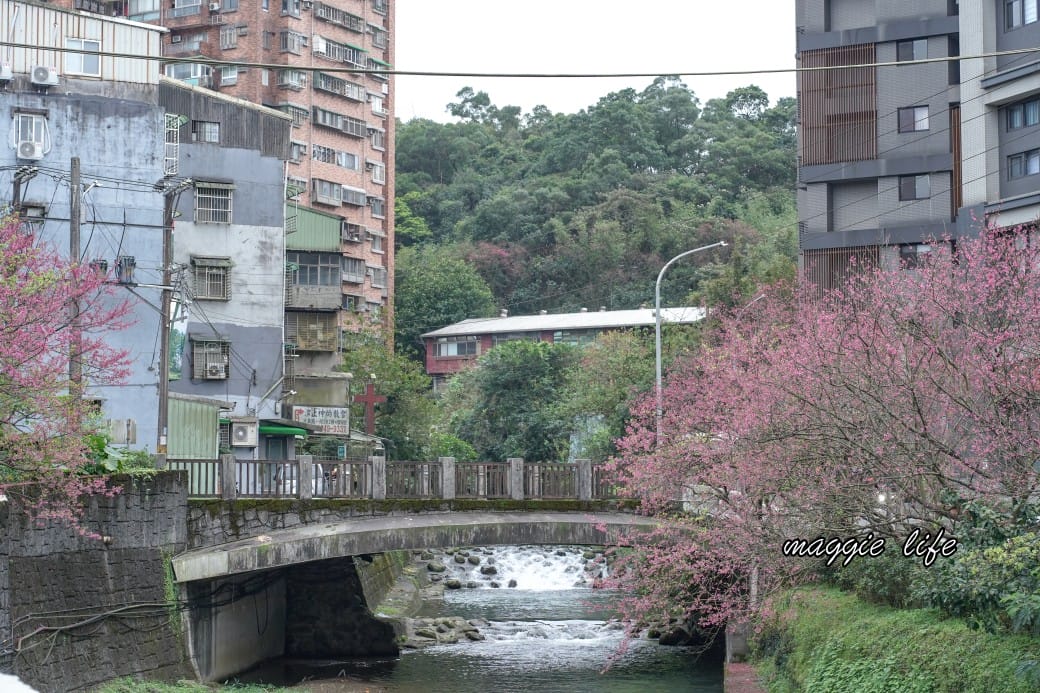新北汐止櫻花景點｜汐止康誥坑溪畔櫻花大道，汐科火車站10分鐘，平地就有大片櫻花步道