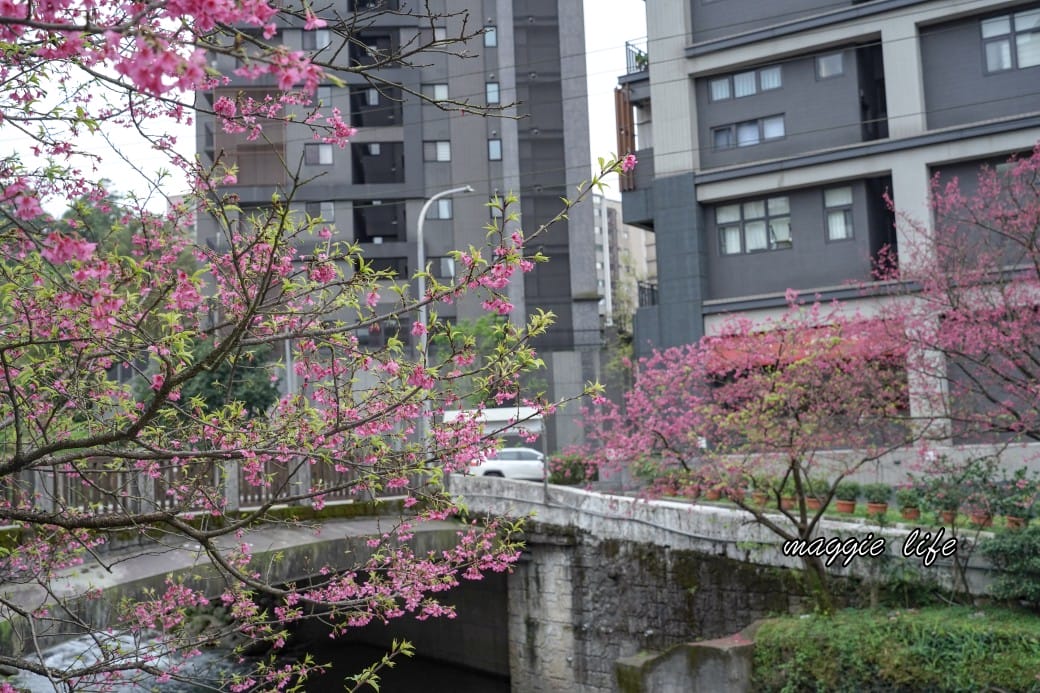 新北汐止櫻花景點｜汐止康誥坑溪畔櫻花大道，汐科火車站10分鐘，平地就有大片櫻花步道
