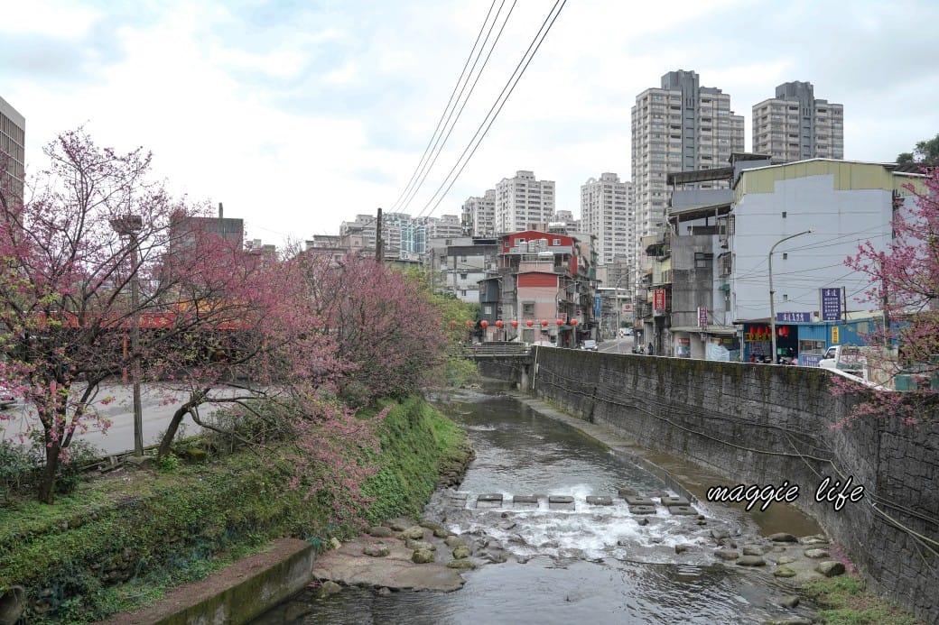 新北汐止櫻花景點|汐止康誥坑溪畔櫻花大道,汐科火車站10分鐘,平地就有大片櫻花步道 - 第40張圖 新北汐止櫻花景點|汐止康誥坑溪畔櫻花大道,汐科火車站10分鐘,平地就有大片櫻花步道