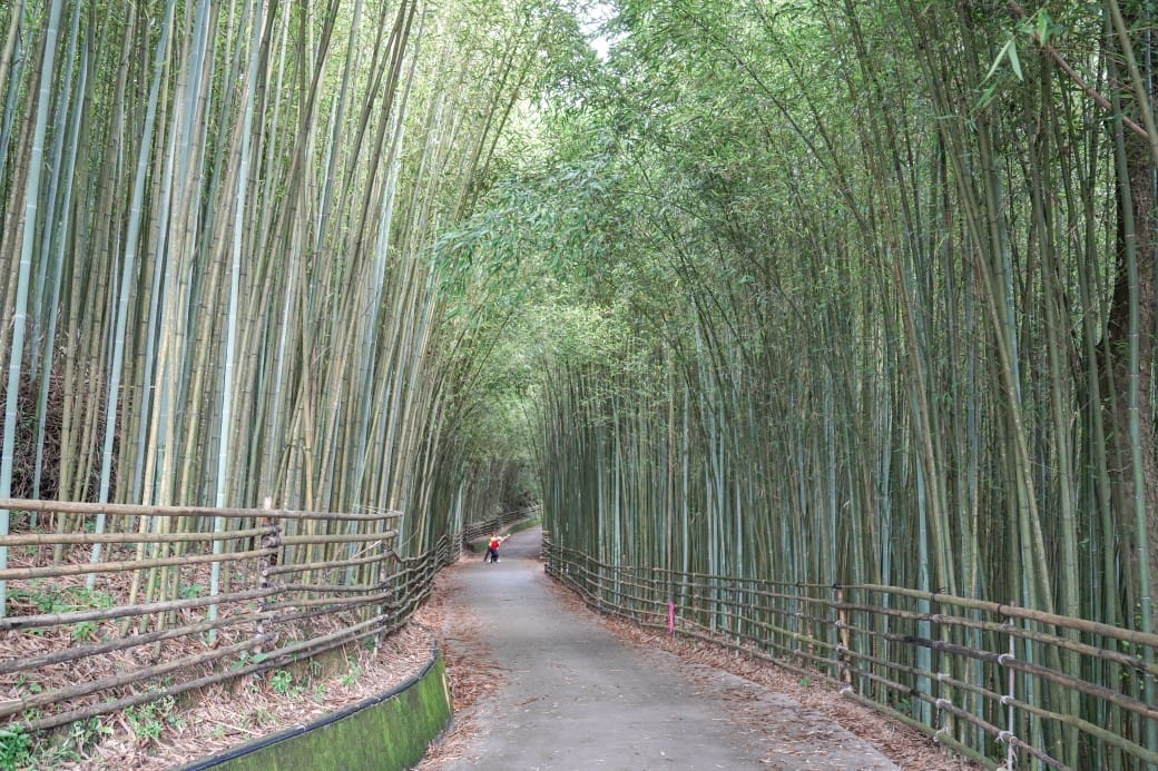 苗栗泰安竹林秘境，苗栗泰安竹林秘境烏嘎彥竹林，秒到日本京都嵐山，停車資訊 @瑪姬幸福過日子