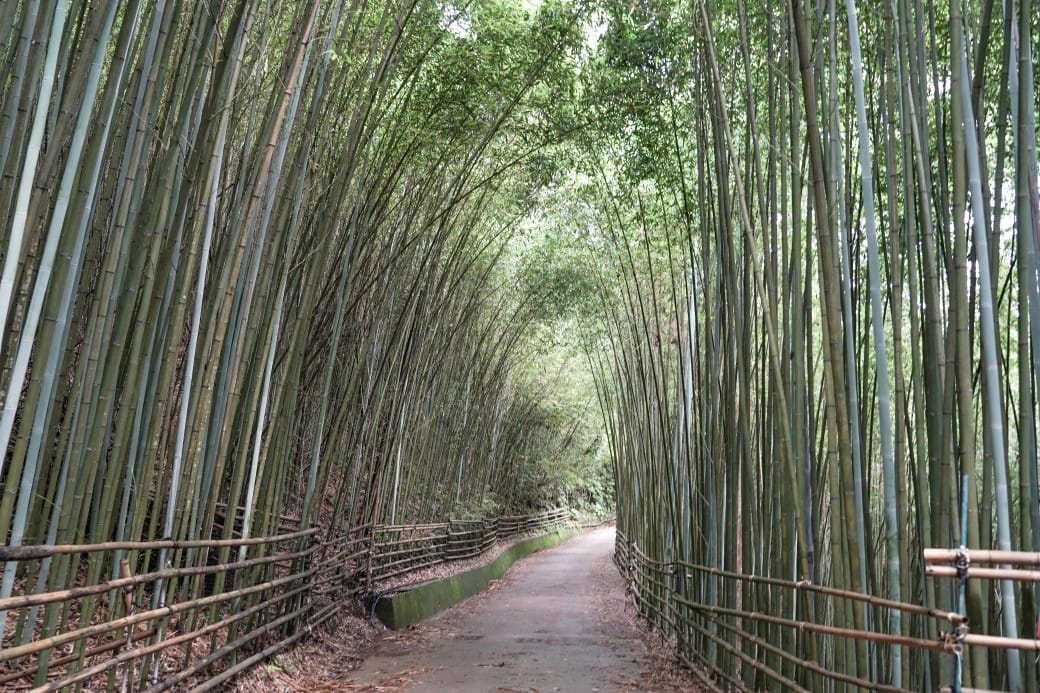 苗栗泰安竹林秘境，苗栗泰安竹林秘境烏嘎彥竹林，秒到日本京都嵐山，停車資訊