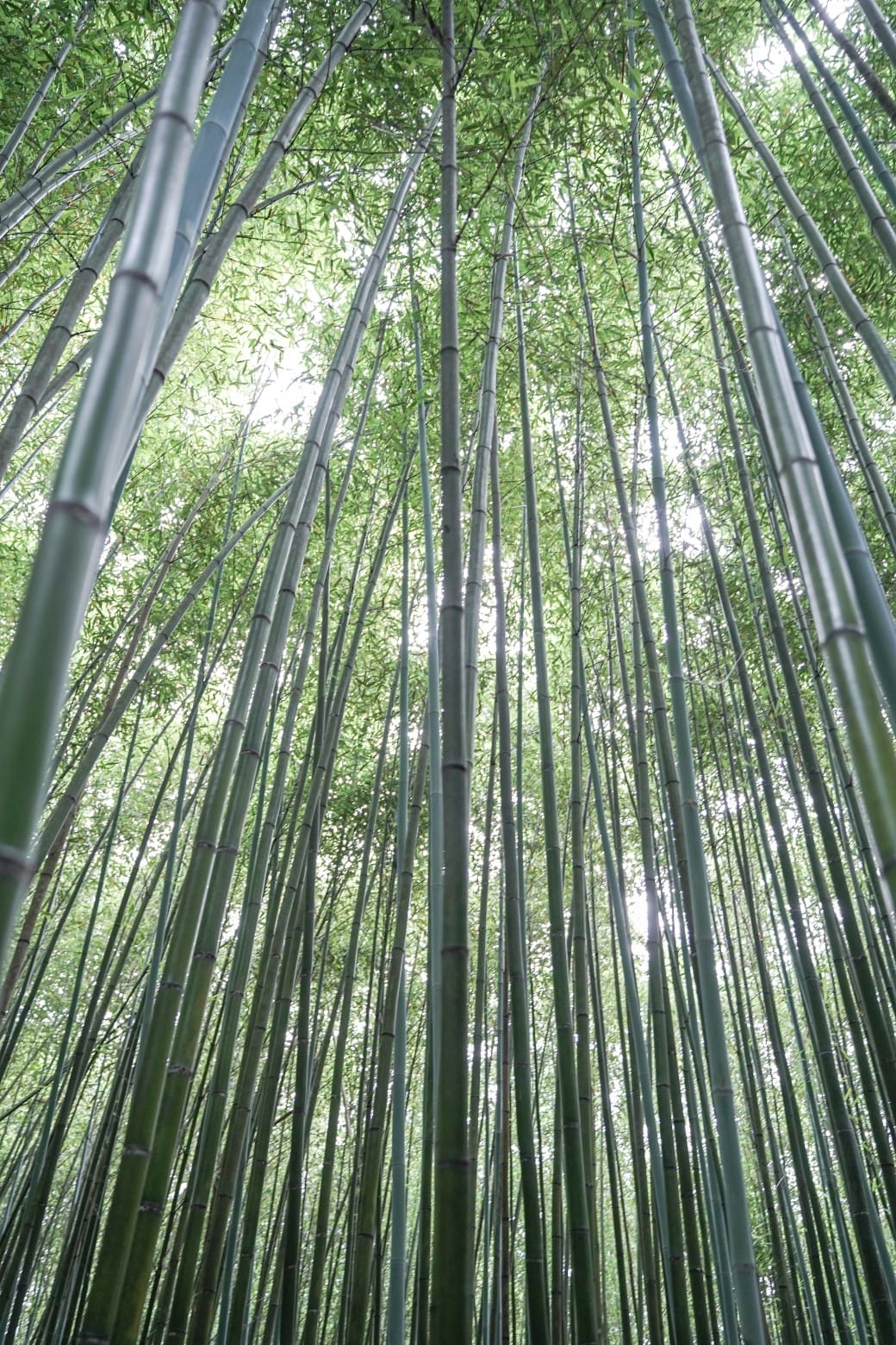 苗栗泰安竹林秘境，苗栗泰安竹林秘境烏嘎彥竹林，秒到日本京都嵐山，停車資訊