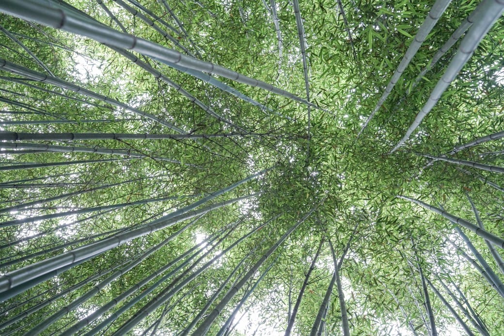 苗栗泰安竹林秘境，苗栗泰安竹林秘境烏嘎彥竹林，秒到日本京都嵐山，停車資訊