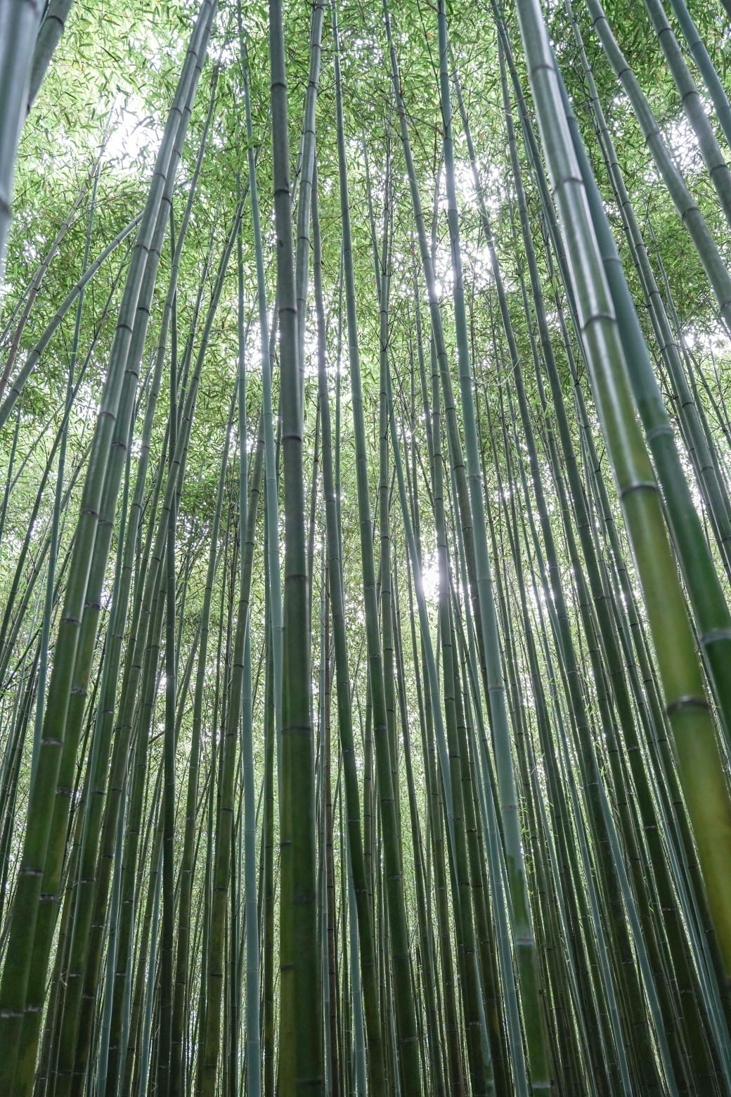 苗栗泰安竹林秘境，苗栗泰安竹林秘境烏嘎彥竹林，秒到日本京都嵐山，停車資訊
