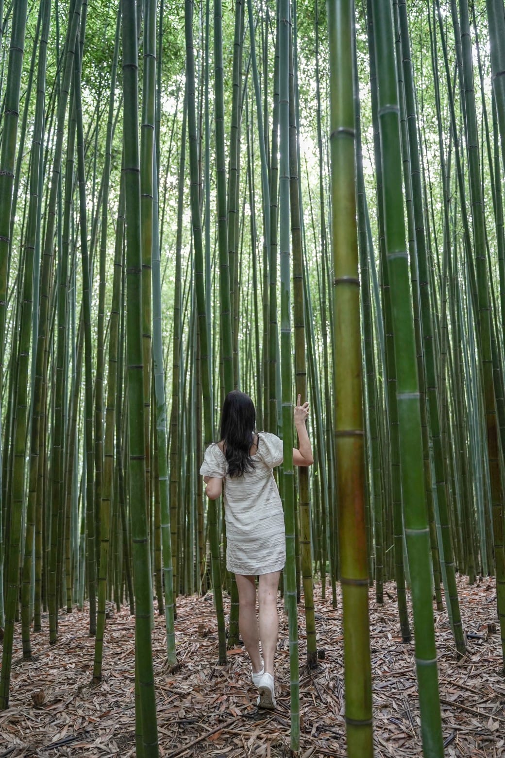 苗栗泰安竹林秘境，苗栗泰安竹林秘境烏嘎彥竹林，秒到日本京都嵐山，停車資訊