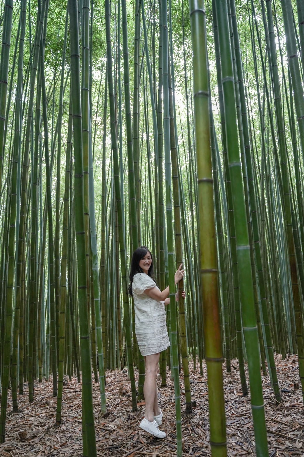 苗栗泰安竹林秘境，苗栗泰安竹林秘境烏嘎彥竹林，秒到日本京都嵐山，停車資訊 @瑪姬幸福過日子