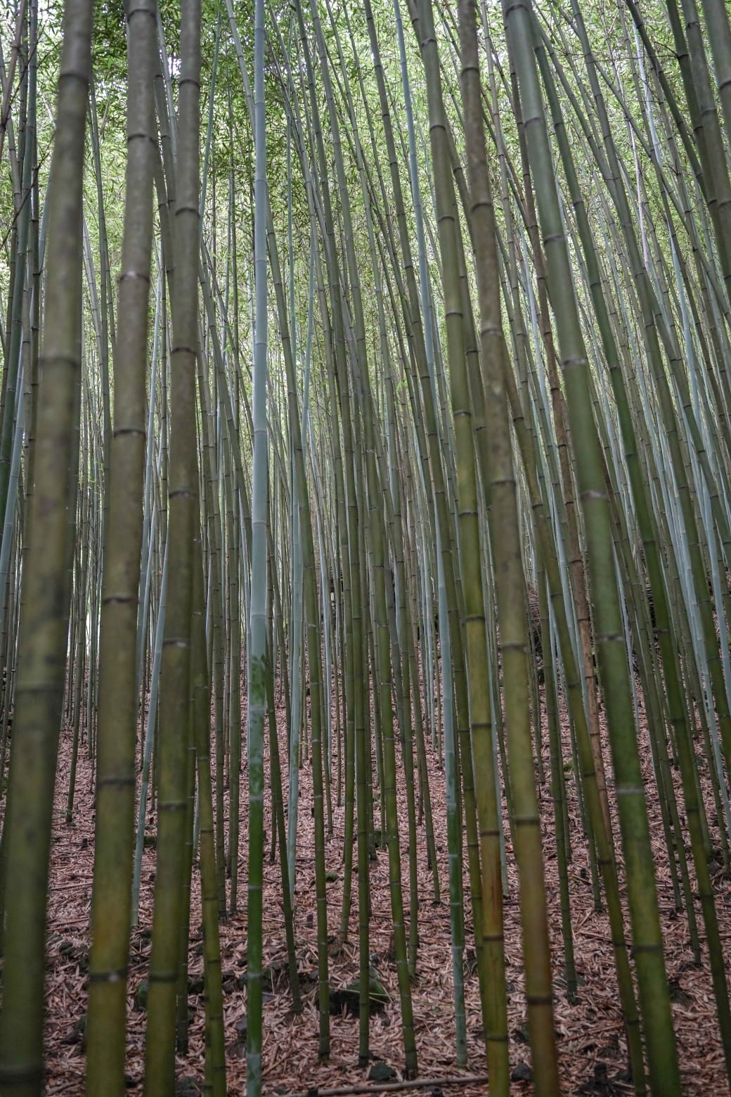 苗栗泰安竹林秘境，苗栗泰安竹林秘境烏嘎彥竹林，秒到日本京都嵐山，停車資訊