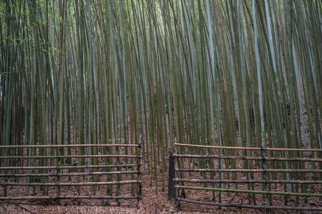苗栗泰安竹林秘境，苗栗泰安竹林秘境烏嘎彥竹林，秒到日本京都嵐山，停車資訊