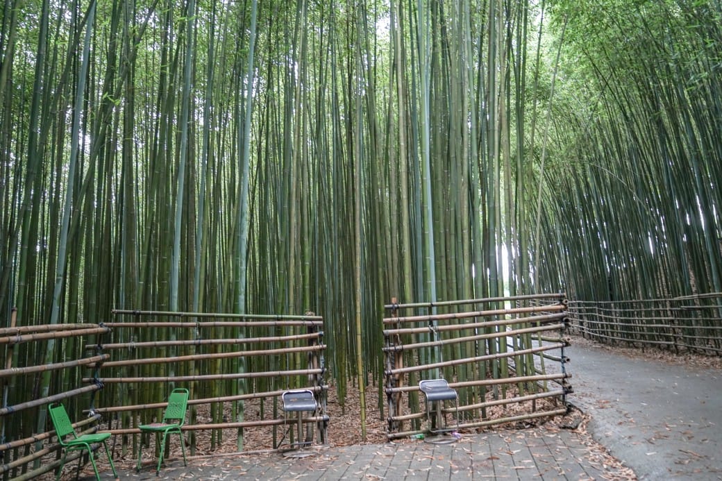 苗栗泰安竹林秘境，苗栗泰安竹林秘境烏嘎彥竹林，秒到日本京都嵐山，停車資訊