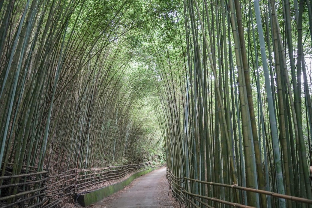 苗栗泰安竹林秘境，苗栗泰安竹林秘境烏嘎彥竹林，秒到日本京都嵐山，停車資訊