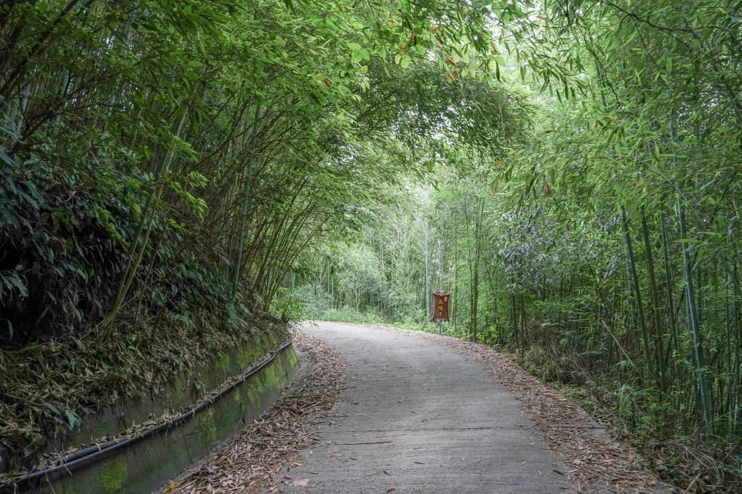 苗栗泰安竹林秘境，苗栗泰安竹林秘境烏嘎彥竹林，秒到日本京都嵐山，停車資訊