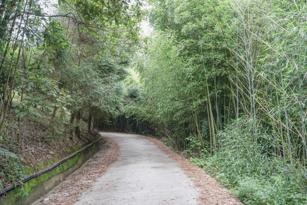 苗栗泰安竹林秘境，苗栗泰安竹林秘境烏嘎彥竹林，秒到日本京都嵐山，停車資訊