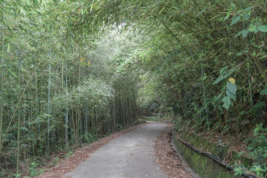 苗栗泰安竹林秘境，苗栗泰安竹林秘境烏嘎彥竹林，秒到日本京都嵐山，停車資訊