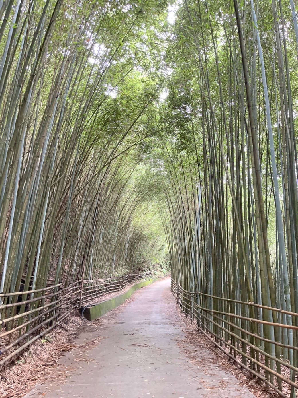 苗栗泰安竹林秘境，苗栗泰安竹林秘境烏嘎彥竹林，秒到日本京都嵐山，停車資訊