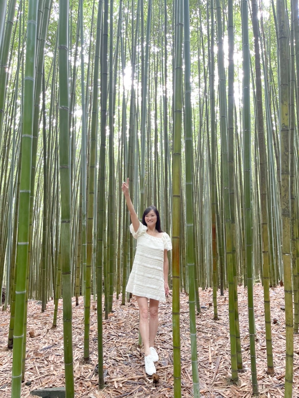 苗栗泰安竹林秘境，苗栗泰安竹林秘境烏嘎彥竹林，秒到日本京都嵐山，停車資訊