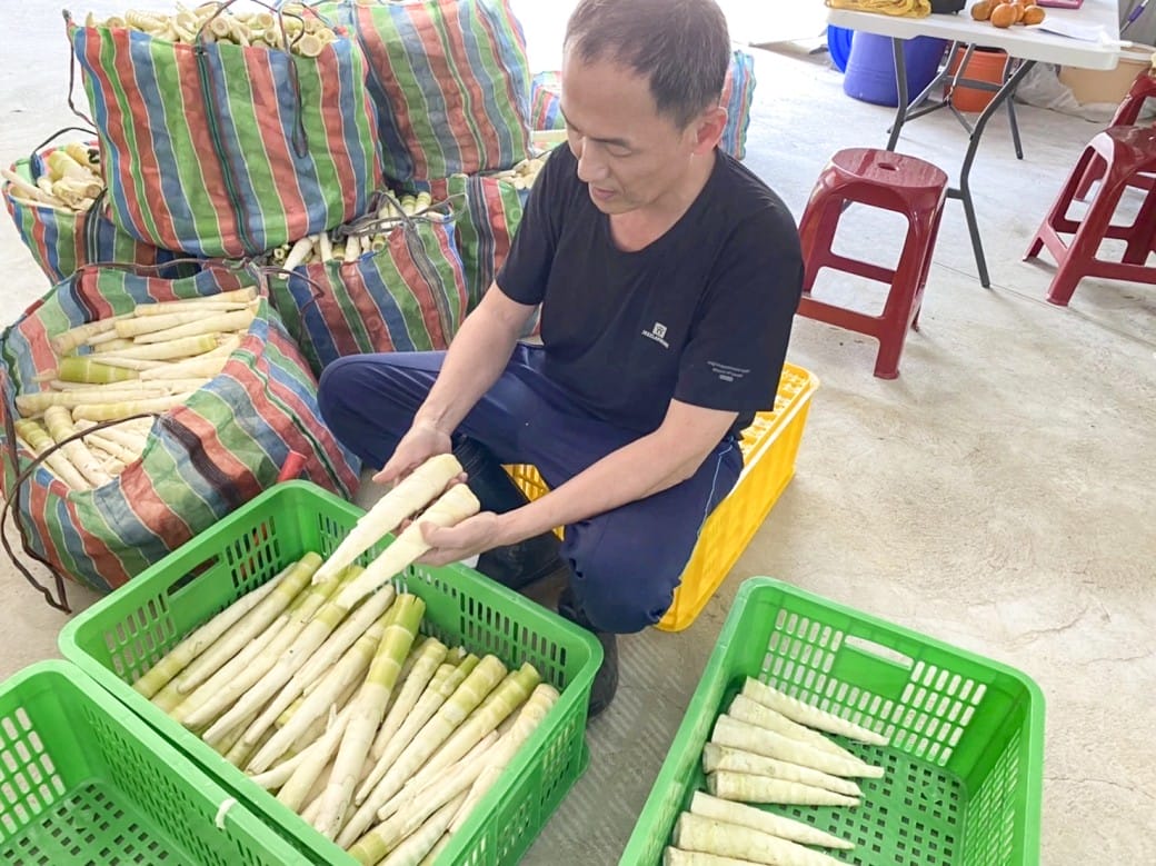 苗栗泰安桂竹筍加工站一日遊，天然無污染的桂竹筍，採收製作生筍到熟筍，一起來支持台灣農民