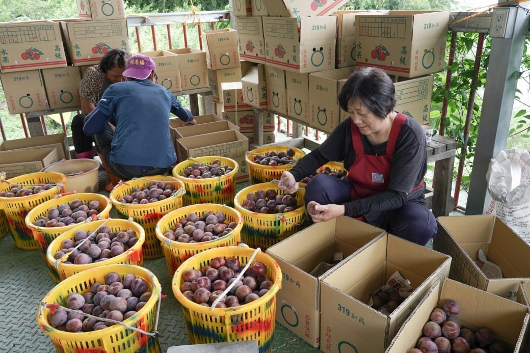 苗栗泰安紅肉李，部落小農自產自銷，高海拔自然生態栽種，紅肉李連皮帶肉都超好吃的！ @瑪姬幸福過日子