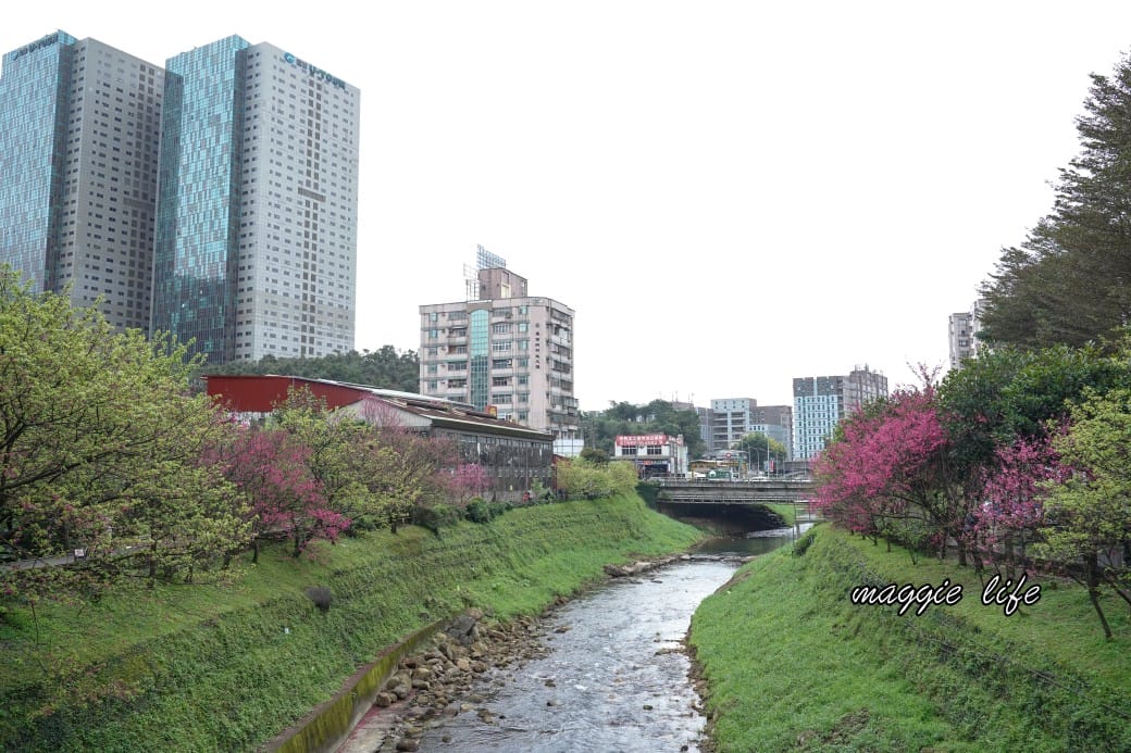 新北汐止櫻花景點|汐止康誥坑溪畔櫻花大道,汐科火車站10分鐘,平地就有大片櫻花步道 - 第1張圖 新北汐止櫻花景點|汐止康誥坑溪畔櫻花大道,汐科火車站10分鐘,平地就有大片櫻花步道