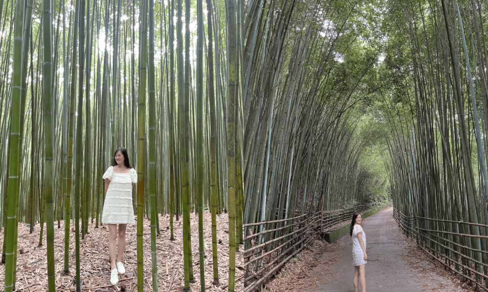 1泰安竹林秘境