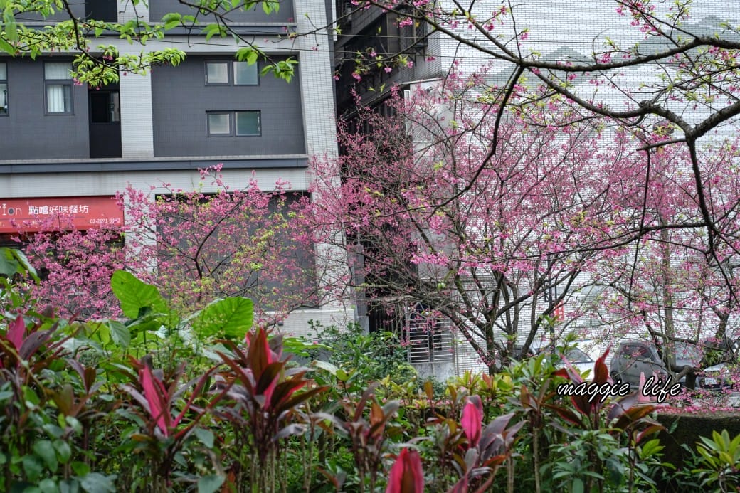 新北汐止櫻花景點｜汐止康誥坑溪畔櫻花大道，汐科火車站10分鐘，平地就有大片櫻花步道