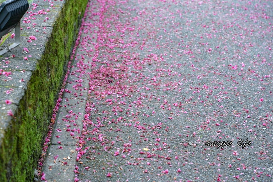新北汐止櫻花景點｜汐止康誥坑溪畔櫻花大道，汐科火車站10分鐘，平地就有大片櫻花步道
