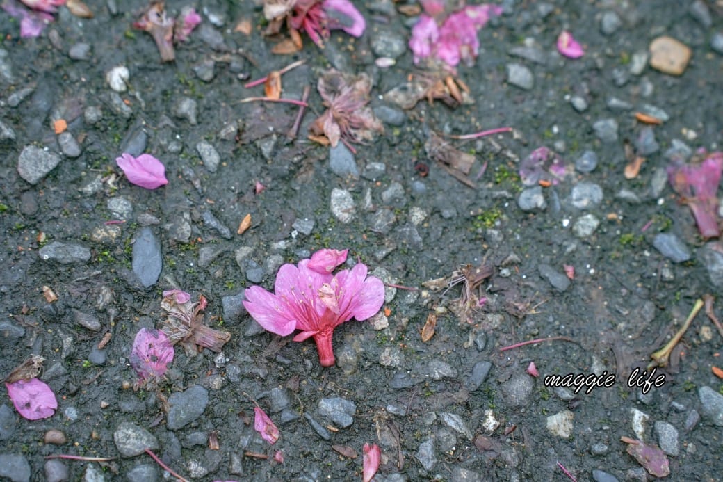 新北汐止櫻花景點｜汐止康誥坑溪畔櫻花大道，汐科火車站10分鐘，平地就有大片櫻花步道
