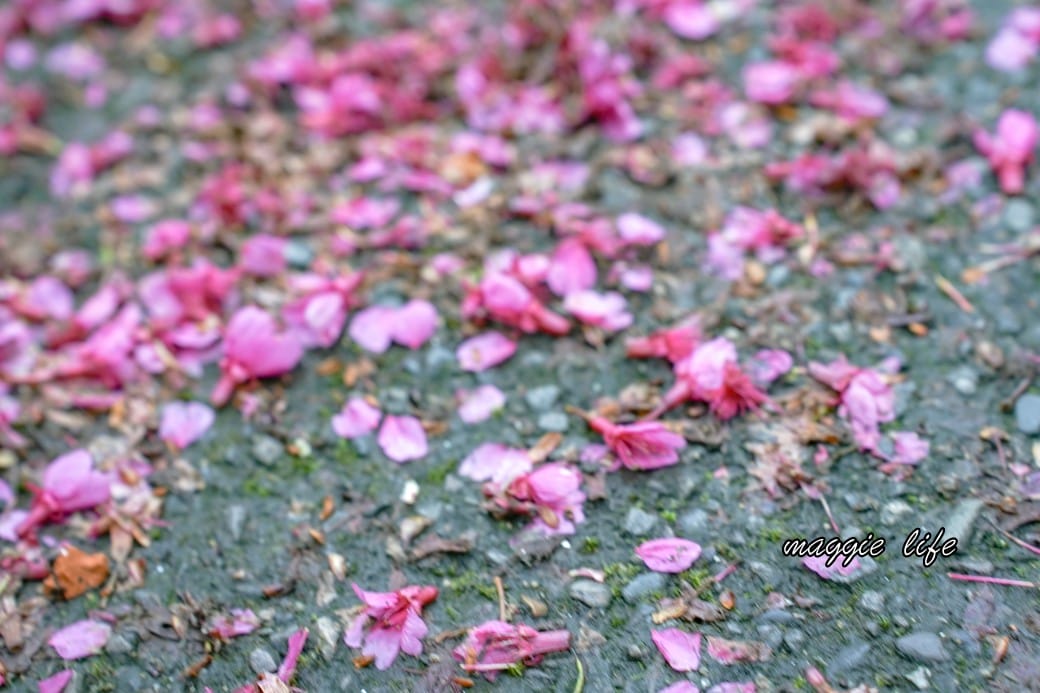 新北汐止櫻花景點｜汐止康誥坑溪畔櫻花大道，汐科火車站10分鐘，平地就有大片櫻花步道