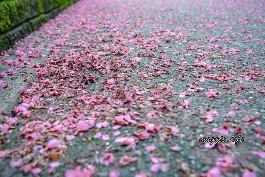 新北汐止櫻花景點｜汐止康誥坑溪畔櫻花大道，汐科火車站10分鐘，平地就有大片櫻花步道