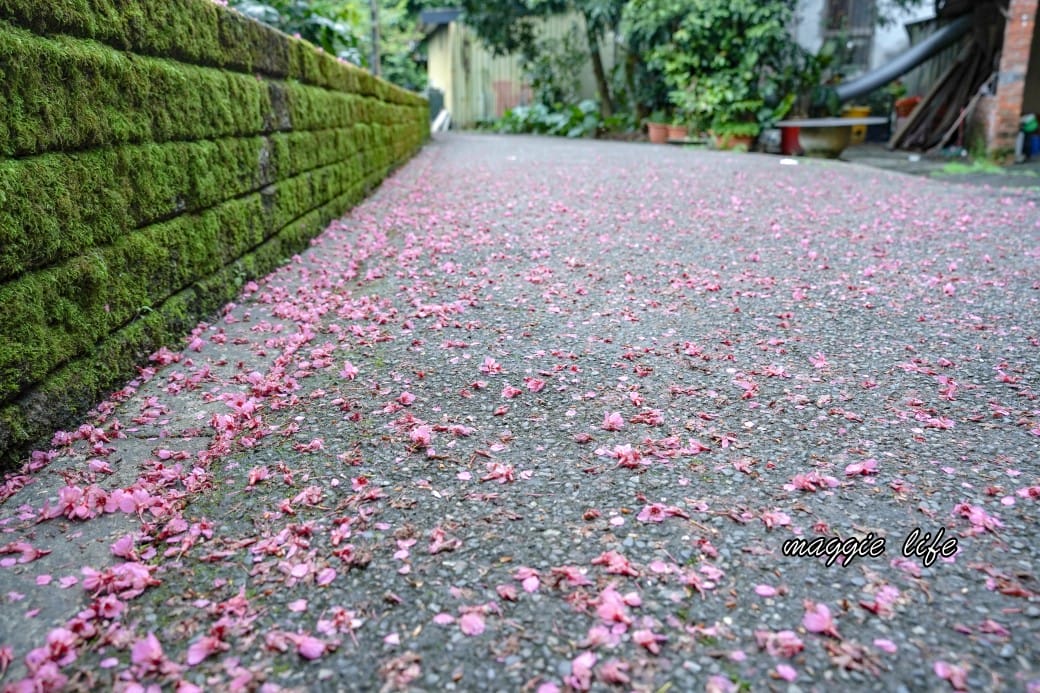 新北汐止櫻花景點|汐止康誥坑溪畔櫻花大道,汐科火車站10分鐘,平地就有大片櫻花步道 - 第50張圖 新北汐止櫻花景點|汐止康誥坑溪畔櫻花大道,汐科火車站10分鐘,平地就有大片櫻花步道