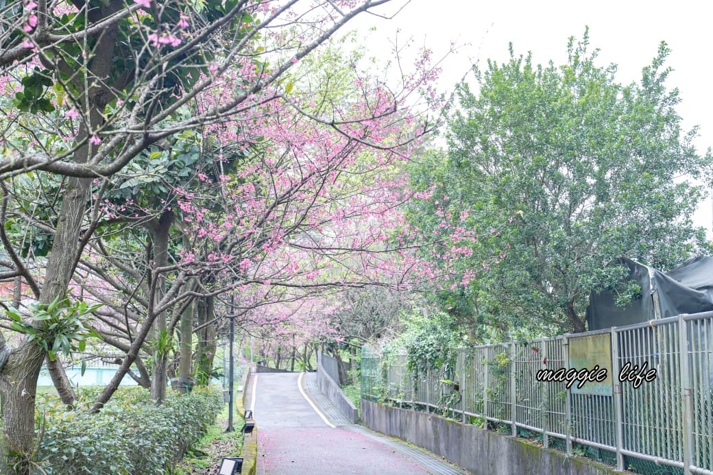 新北汐止櫻花景點｜汐止康誥坑溪畔櫻花大道，汐科火車站10分鐘，平地就有大片櫻花步道
