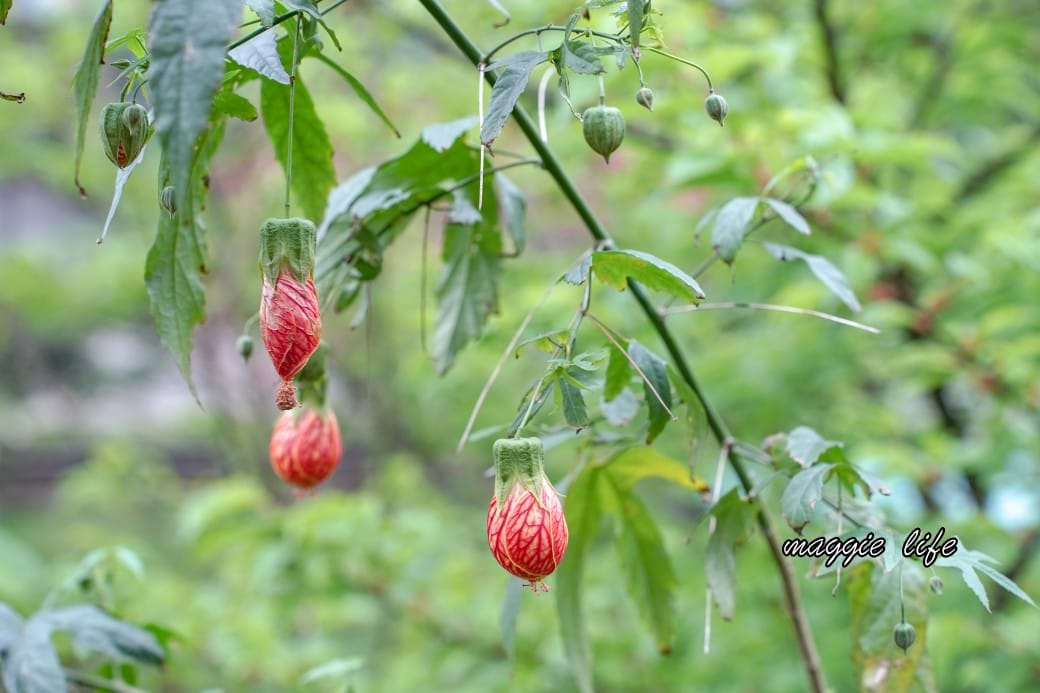 新北汐止櫻花景點｜汐止康誥坑溪畔櫻花大道，汐科火車站10分鐘，平地就有大片櫻花步道