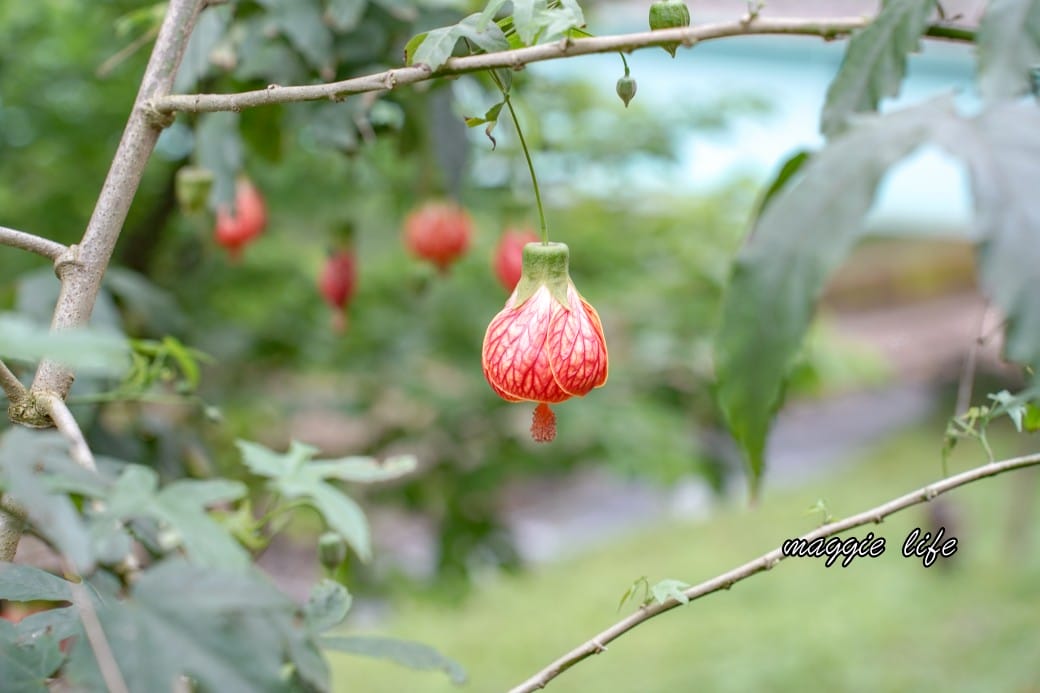 新北汐止櫻花景點|汐止康誥坑溪畔櫻花大道,汐科火車站10分鐘,平地就有大片櫻花步道 - 第52張圖 新北汐止櫻花景點|汐止康誥坑溪畔櫻花大道,汐科火車站10分鐘,平地就有大片櫻花步道