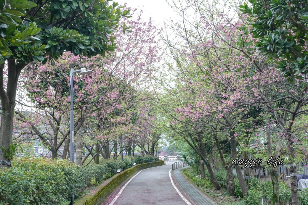 新北汐止櫻花景點|汐止康誥坑溪畔櫻花大道,汐科火車站10分鐘,平地就有大片櫻花步道 - 第45張圖 新北汐止櫻花景點|汐止康誥坑溪畔櫻花大道,汐科火車站10分鐘,平地就有大片櫻花步道