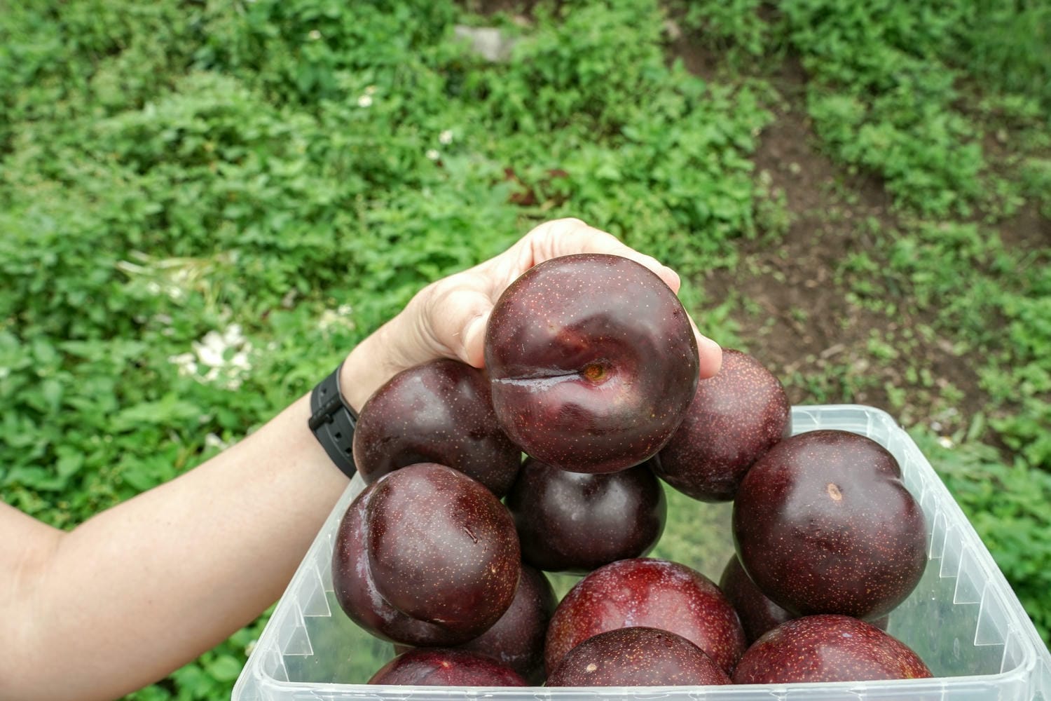 苗栗泰安紅肉李，部落小農自產自銷，高海拔自然生態栽種，紅肉李連皮帶肉都超好吃的！ @瑪姬幸福過日子
