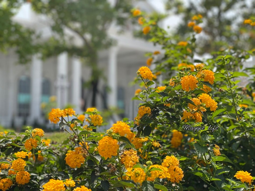 Chloris Garden克洛絲的花園｜嘉義歐式蓋婭莊園大片玻璃屋歐洲莊園餐廳，秒到希臘神話故事場景，嘉義大林一日遊