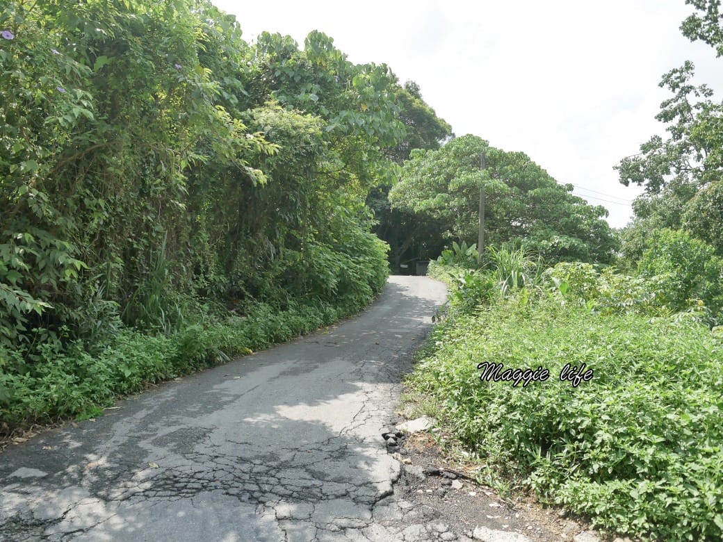 內湖白鷺鷥山親山步道 ，內湖大湖公園旁的森林步道秘境，搭捷運就可以到了直接進入小森林，內湖森林系一日遊