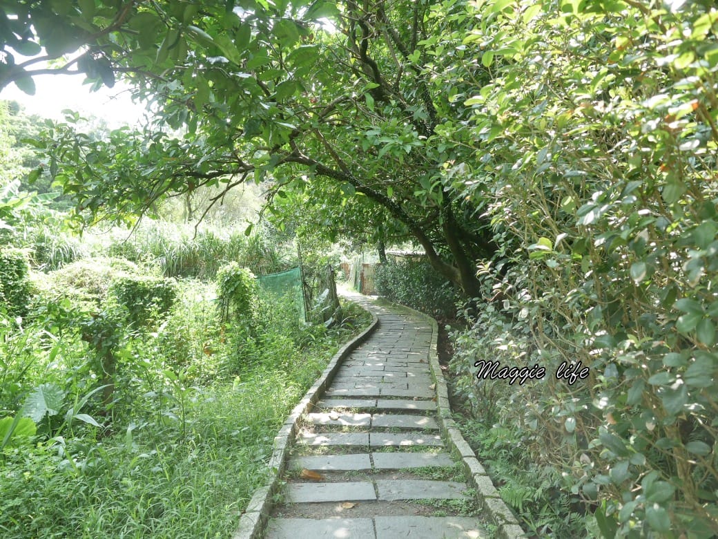 內湖白鷺鷥山親山步道 ，內湖大湖公園旁的森林步道秘境，搭捷運就可以到了直接進入小森林，內湖森林系一日遊