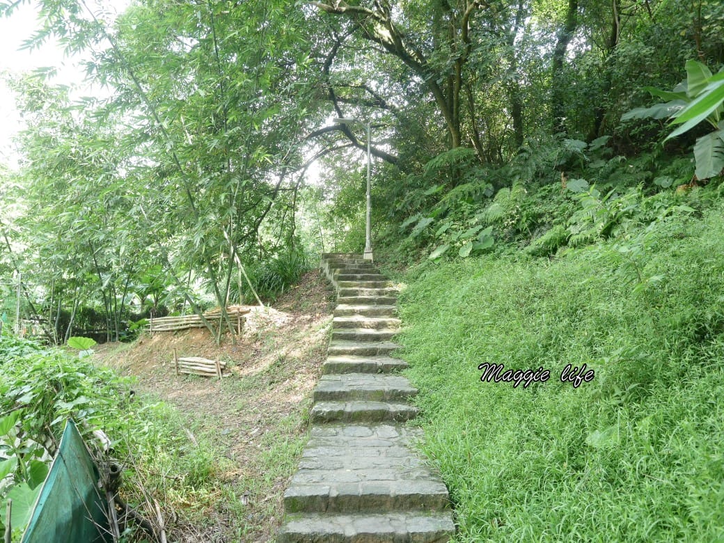 內湖白鷺鷥山親山步道 ，內湖大湖公園旁的森林步道秘境，搭捷運就可以到了直接進入小森林，內湖森林系一日遊
