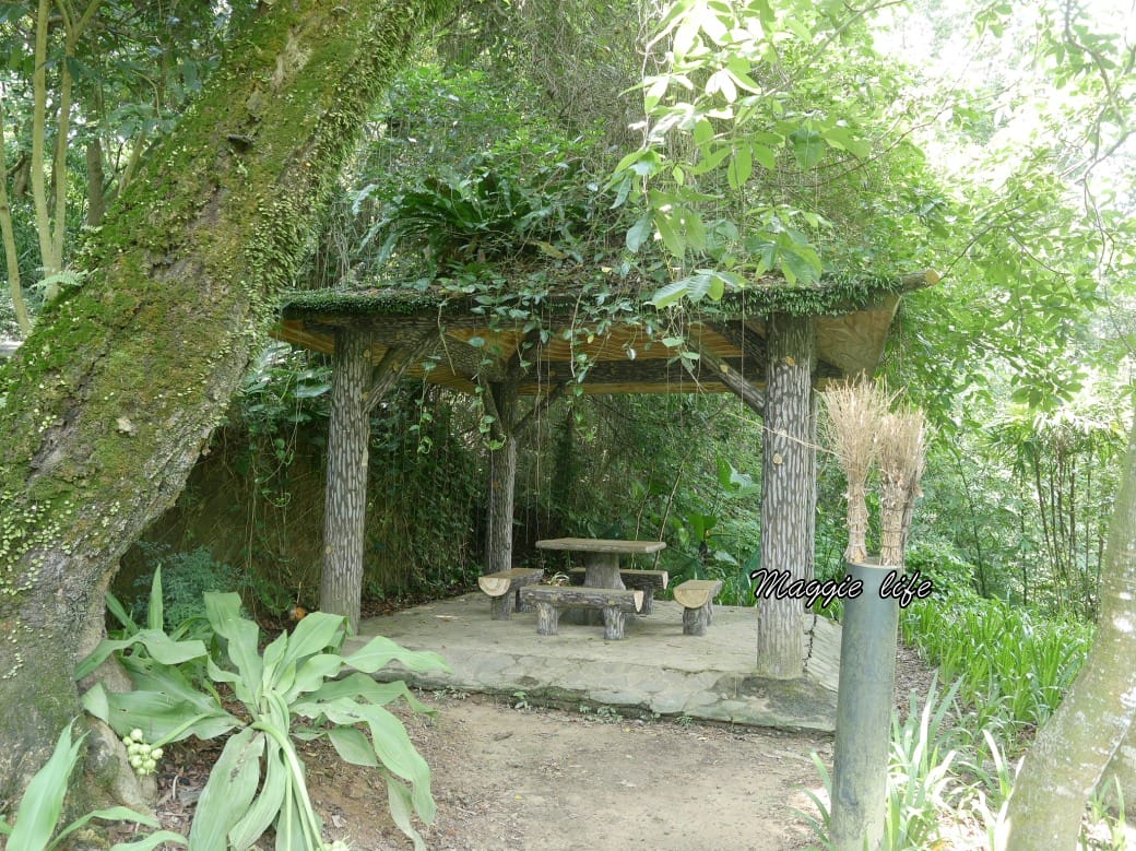 內湖白鷺鷥山親山步道 ，內湖大湖公園旁的森林步道秘境，搭捷運就可以到了直接進入小森林，內湖森林系一日遊