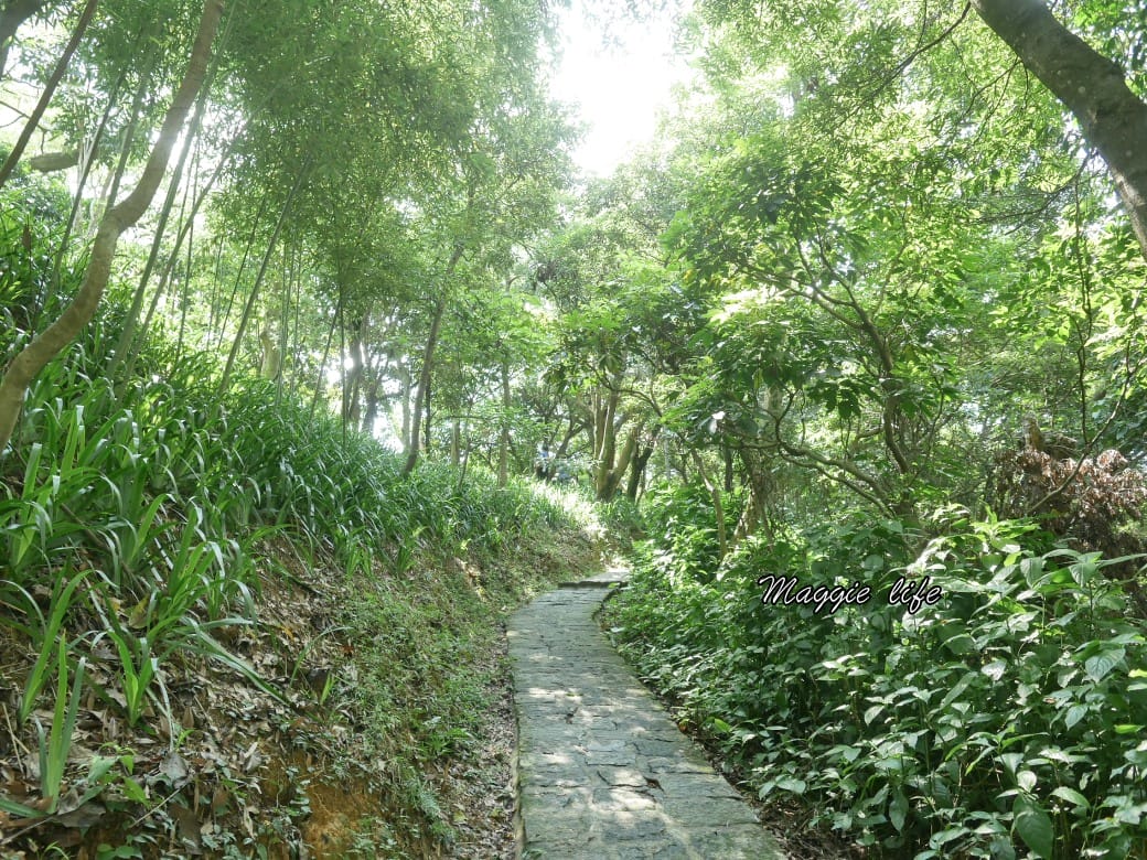 內湖白鷺鷥山親山步道 ，內湖大湖公園旁的森林步道秘境，搭捷運就可以到了直接進入小森林，內湖森林系一日遊