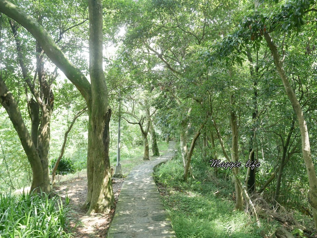 內湖白鷺鷥山親山步道 ，內湖大湖公園旁的森林步道秘境，搭捷運就可以到了直接進入小森林，內湖森林系一日遊